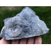 Asphinctites sp.